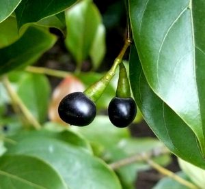 эфирное-масло-камфоры